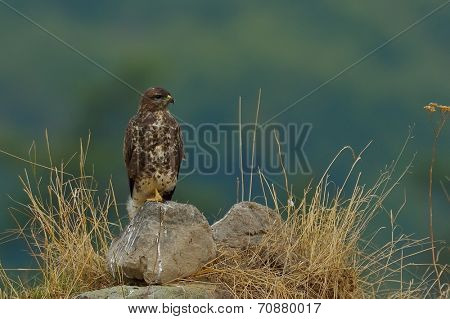 common buzzard in natural habitat (buteo buteo)
