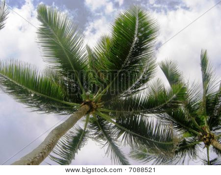 Palmer i Puerto Rico