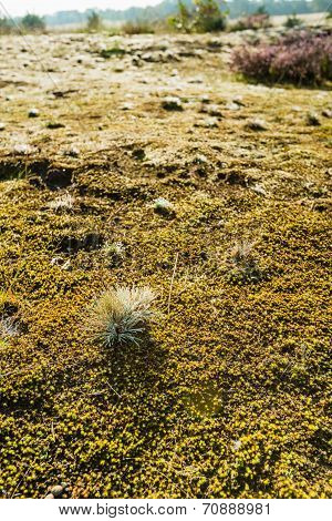 Grey Hair-grass With Dewdrops
