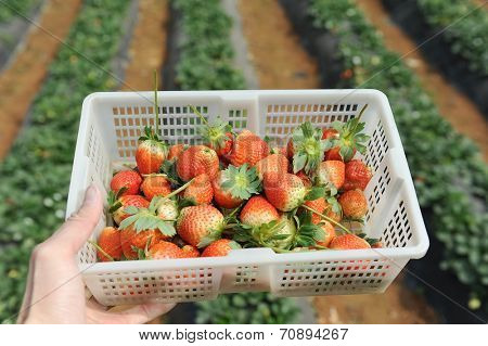 strawberries in white plastic punnet