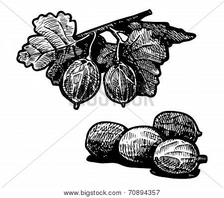 Gooseberry