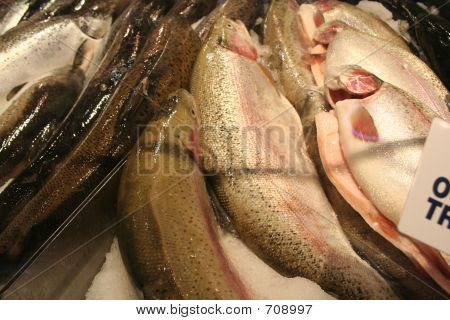 Trout