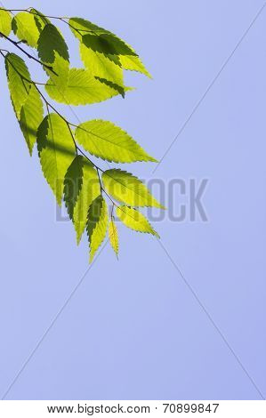 Green Leaves