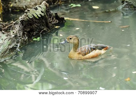 Lesser Whistling Duck( Dendrocygna Javanica) Swimming In Nature