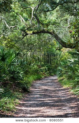 Albero a sbalzo Trail