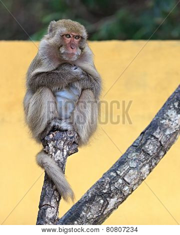 Monkey portrait on a tree