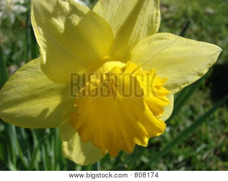 Narcisy