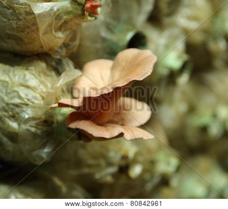 Pink Oyster Mushroom (pleurotus Djamor) On Spawn Bags