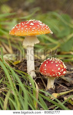 Toadstool