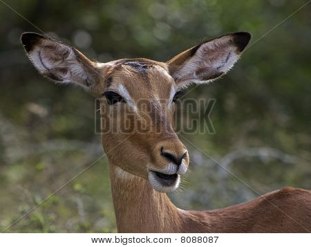 อิมพาลา แอฟริกาใต้