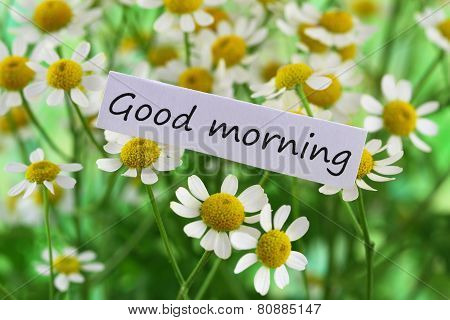 Good morning card with chamomile flowers