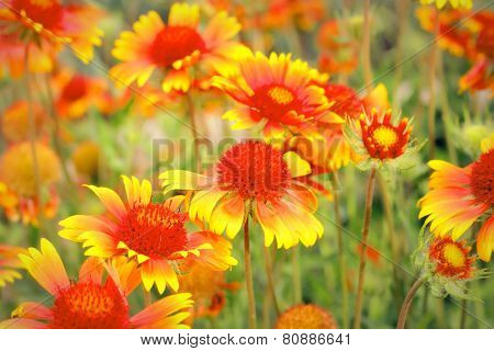 Scarlet Flowers In Garden