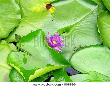 Lotus