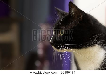 Black and white cat