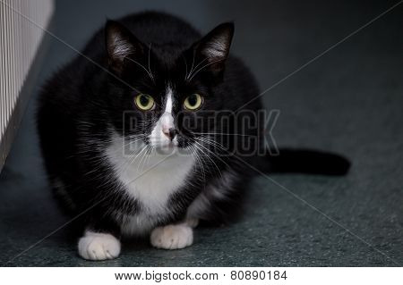 Black and white cat