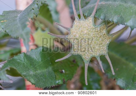 Close Up Of The Dorstenia Foetida Flower