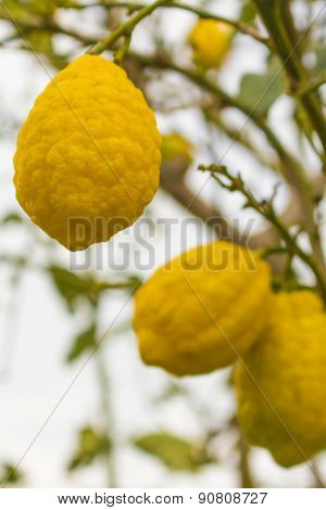 Italy: Lemons On The Tree