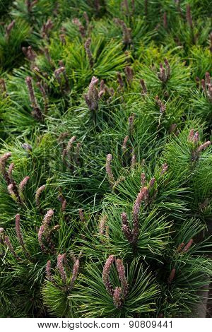 pine branches