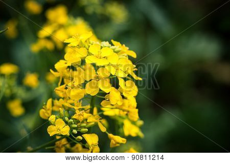 The Colza Flowers