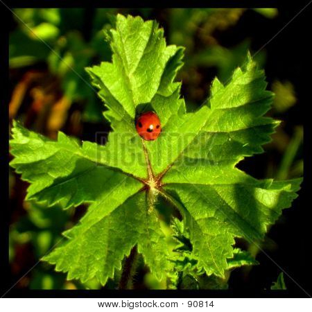 Coccinella