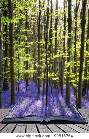 Creative Concept Image Stunning Bluebell Flowers In Spring Forest Landscape