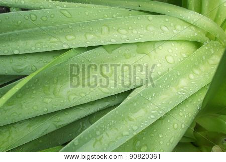 Water Drops On Leaves