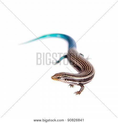 Gran Canaria skink, Chalcides sexlineatus, on white