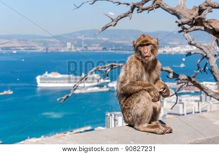 Barbary Macaque Monkey In Gibraltar