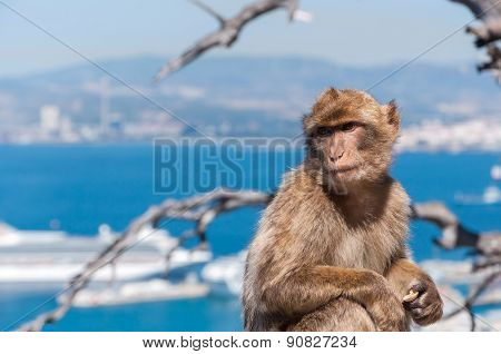Barbary Macaque Monkey In Gibraltar