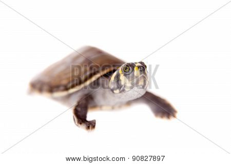 Yellow-spotted River Turtle, Podocnemis unifilis, on white