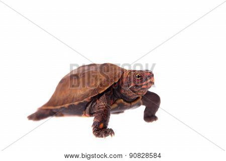 The Ryukyu leaf turtle, Geoemyda japonica, on white