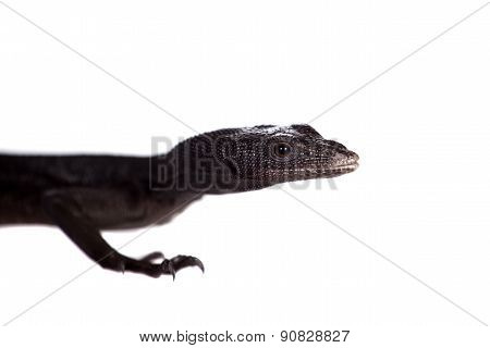 Black tree monitor lizard, varanus beccari, on white