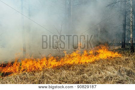 wildfire
