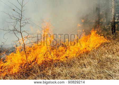 wildfire