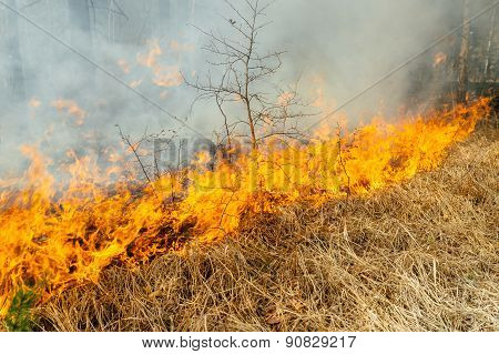 wildfire