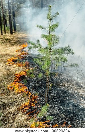 wildfire