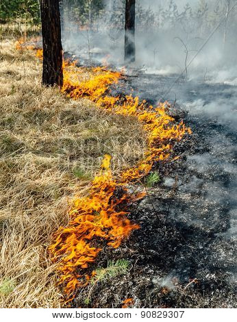 wildfire