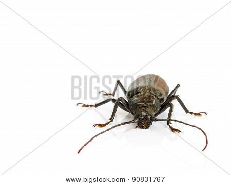 Long Horn Beetles.