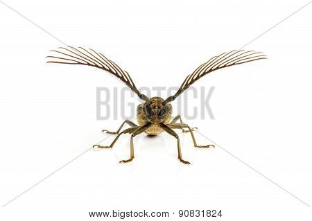 Long  Horn Beetles .