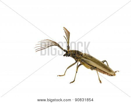 Long  Horn Beetles .