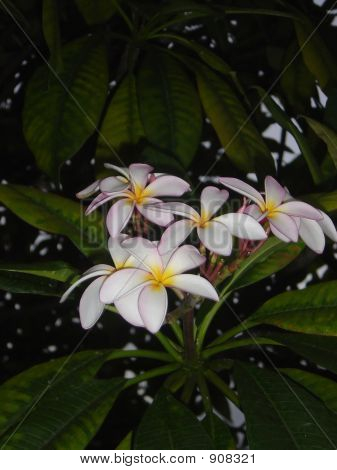 Arbre de Plumeria