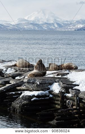 Rookery Steller Sea Lion Or Northern Sea Lion. Kamchatka, Avacha Bay