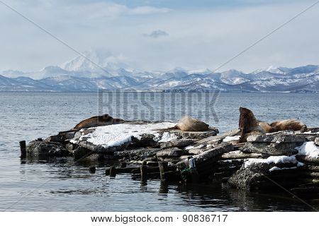Rookery Steller Sea Lion Or Northern Sea Lion. Avacha Bay, Kamchatka