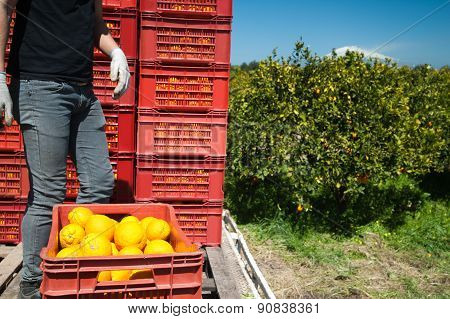 Harvest time
