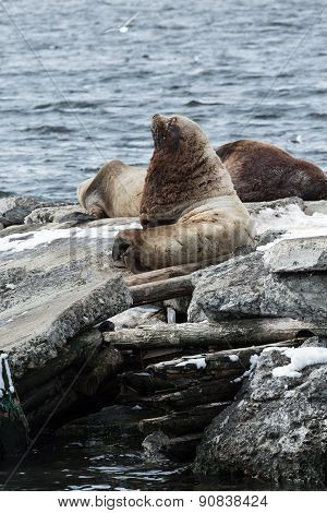 Rookery Northern Sea Lion Or Steller Sea Lion. Kamchatka, Avachinskaya Bay