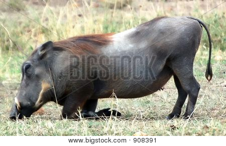 Agenouillement Warthog