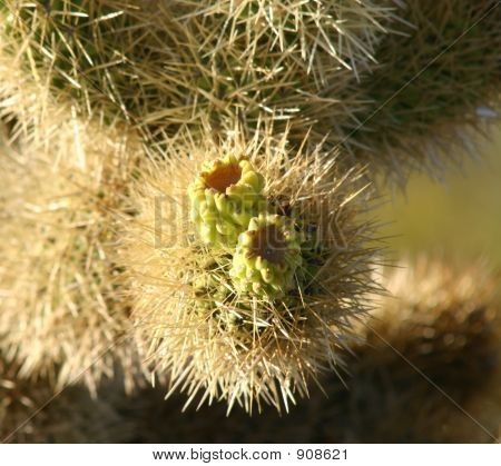 Cholla orsacchiotto