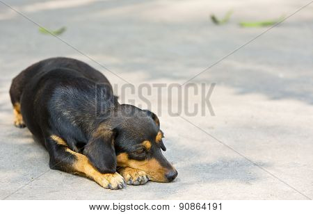 Dachshund Small Dog Resting.
