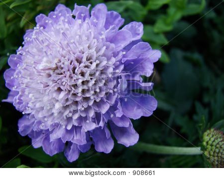 ดอกไม้สีลาเวนเดอร์