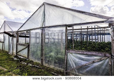 greenhouse